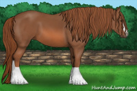 Horse Color:Liver Chestnut 
