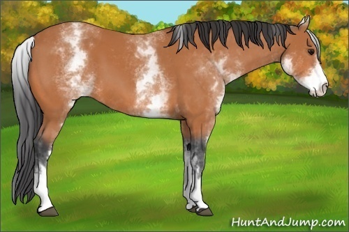 Horse Color:Unknown 