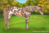 Horse Color:Chestnut Near Leopard 