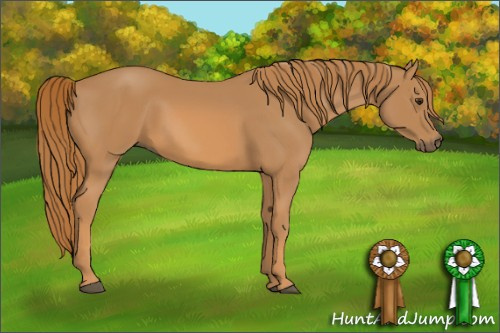 Horse Color: Chestnut Rabicano 