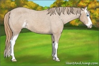 Horse Color:Chestnut Sabino Splash Appaloosa 