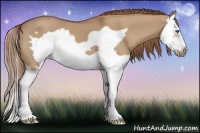 Horse Color:Red Dun Splash Frame