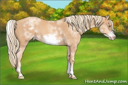 Horse Color:White Spotted Gold Champagne Frame