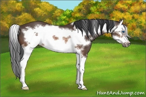 Horse Color:Brown Splash Frame 