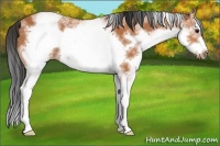 Horse Color:White Spotted Bay Splash Frame