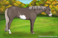 Horse Color:Silver Black Frame