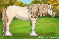 Horse Color:Buckskin Pearl Splash 