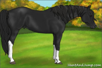 Horse Color:Gray Smoky Black 