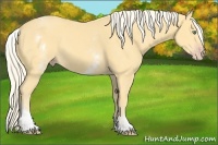 Horse Color:White Spotted Gold Cream Champagne