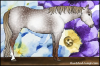 Horse Color:Gray Chestnut 
