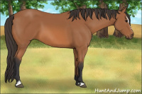 Horse Color:Bay Sabino 