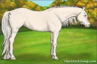 Horse Color:Cremello 