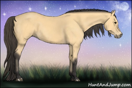 Horse Color: Buckskin 