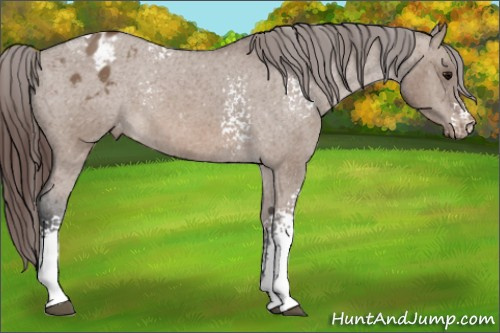 Horse Color: White Spotted Brown Dun Tobiano Varnish 