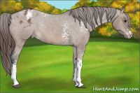 Horse Color:White Spotted Brown Dun Tobiano Varnish 