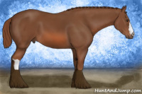 Horse Color:Liver Chestnut