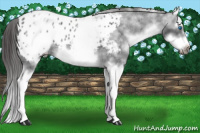 Horse Color:White Spotted Blue Roan Splash Frame Appaloosa 