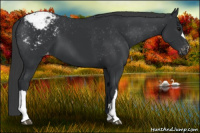 Horse Color:Brown Appaloosa 
