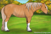 Horse Color:Chocolate Palomino Rabicano 