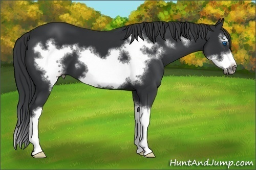 Horse Color:Black Sabino Splash Frame 