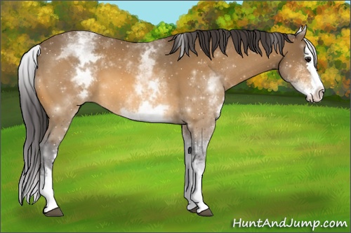 Horse Color:White Spotted Buckskin Splash 