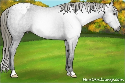 Horse Color:Gray Smoky Black Appaloosa 