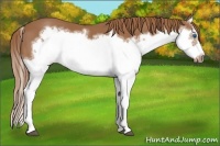 Horse Color:Chestnut Splash Frame 
