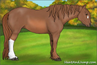 Horse Color:Liver Chestnut 