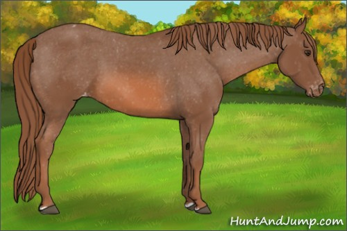 Horse Color: Liver Chestnut Blanket 