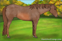 Horse Color:Liver Chestnut Appaloosa