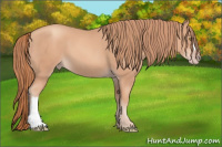 Horse Color:Gold Champagne