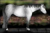 Horse Color:Gray Black 