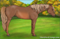 Horse Color:Liver Chestnut 