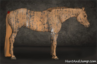 Horse Color:White Spotted Blue Roan Rabicano  Brindle