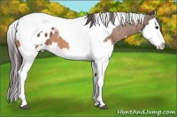 Horse Color:Bay Splash Tobiano Blanket  Brindle