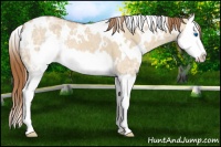 Horse Color:White Spotted Red Dun Ice Splash 