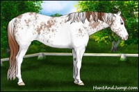 Horse Color:White Spotted Chestnut Ice 