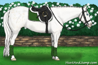 Horse Color:Cremello Splash Appaloosa 