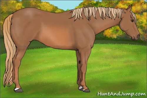 Horse Color:Chestnut 