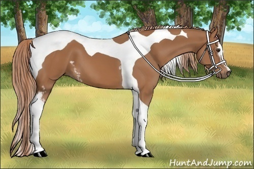 Horse Color: White Spotted Chestnut Tobiano 