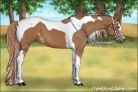 Horse Color:White Spotted Chestnut Tobiano 