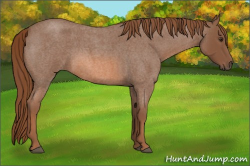 Horse Color: Red Roan 