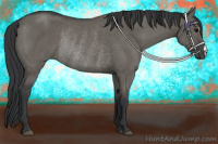 Horse Color:Grullo Rabicano 