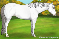 Horse Color:White Spotted Grullo Appaloosa Rabicano 