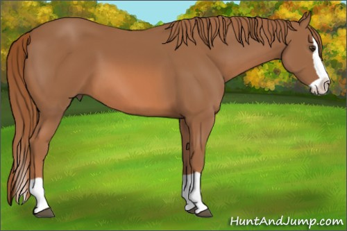 Horse Color: Chestnut Splash 
