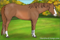 Horse Color:Chestnut Splash 