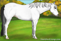 Horse Color:Gray White Spotted Black