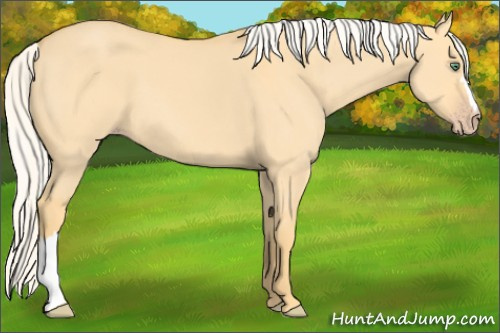 Horse Color: Silver Classic Cream Champagne Dun 
