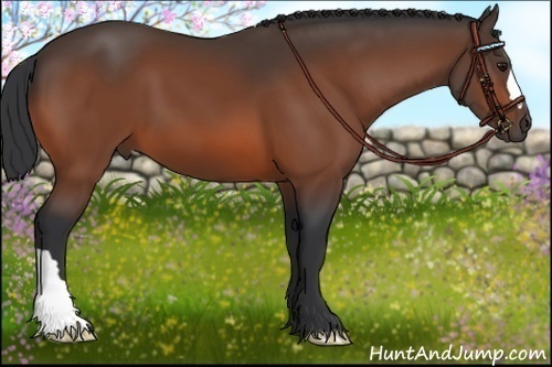 Horse Color: Bay 