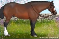 Horse Color:Bay 